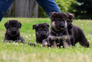 German Shepherd puppies for sale at Cher Car Kennels