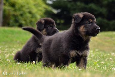 German Shepherd puppies for sale at Cher Car Kennels