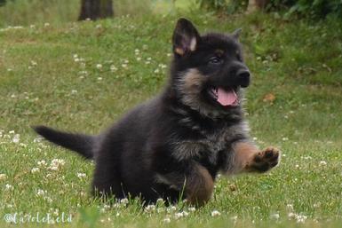 German Shepherd puppies for sale at Cher Car Kennels