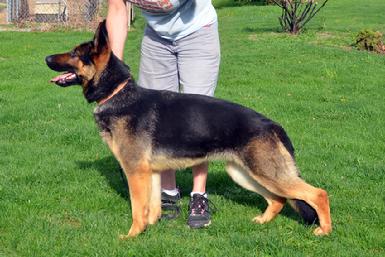 German Shepherd CH "Rumor" at Cher Car Kennels