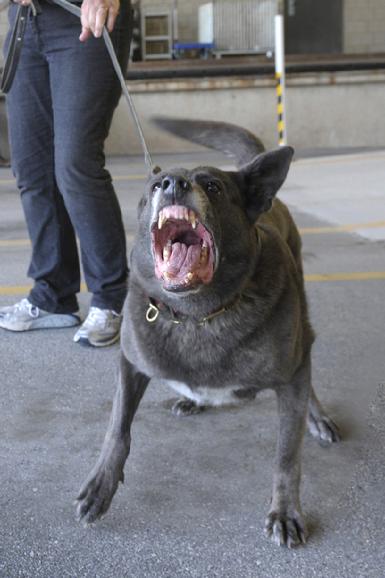 Dog Bite Prevention Training by Cher Car Kennels