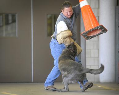 Dog Bite Prevention Training by Cher Car Kennels