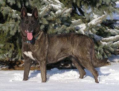 Cher Car Kennels Dutch Shepherd Dog Rush