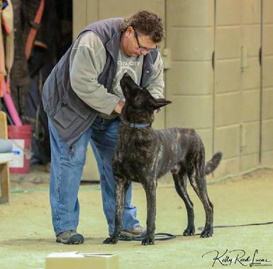 Dutch Shepherds from Cher Car Kennels