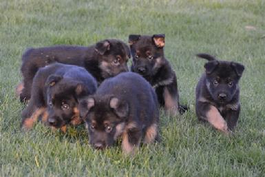 German Shepherd puppies for sale at Cher Car Kennels
