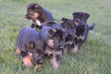 German Shepherd puppies for sale at Cher Car Kennels
