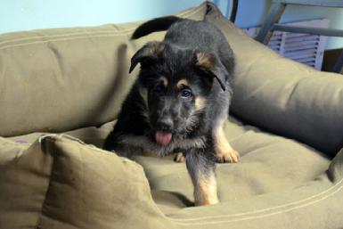 German Shepherd puppies for sale at Cher Car Kennels