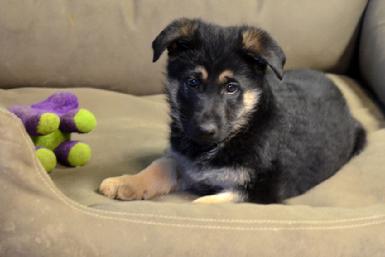 German Shepherd puppies for sale at Cher Car Kennels