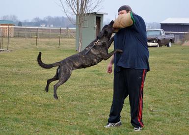 Dutch Shepherd UCD UAGI URO3 UJJ GRCH Cher Cars Snap Decision BH CSAU CGC at Cher Car Kennels