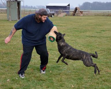 Dutch Shepherd UCD UAGI URO3 UJJ GRCH Cher Cars Snap Decision BH CSAU CGC at Cher Car Kennels