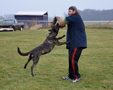 Dutch Shepherd UCD UAGI URO3 UJJ GRCH Cher Cars Snap Decision BH CSAU CGC at Cher Car Kennels