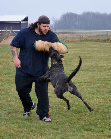 Dutch Shepherd UCD UAGI URO3 UJJ GRCH Cher Cars Snap Decision BH CSAU CGC at Cher Car Kennels