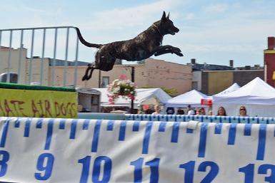 Dutch Shepherd CH Snap earning her Junior Jumper title in UAD Dock Jumping