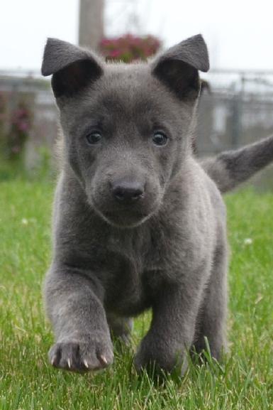 Blue Dutch Shepherd puppy for sale at Cher Car Kennels