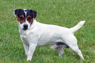 Parson Jack Russell Terrier "Spalding" at Cher Car Kennels