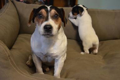 Parson Jack Russell Terrier puppies for sale at Cher Car Kennels
