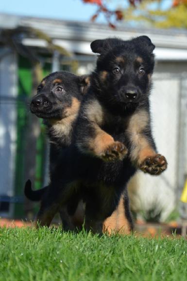 German Shepherd puppies for sale at Cher Car Kennels