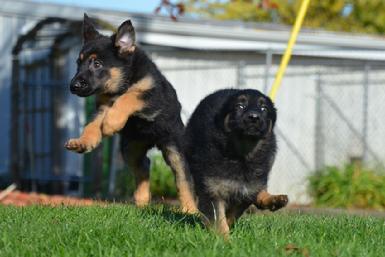 German Shepherd puppies for sale at Cher Car Kennels