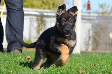 German Shepherd puppies for sale at Cher Car Kennels