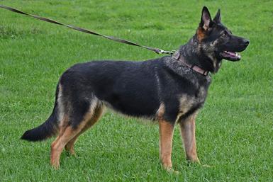 German Shepherd puppies for sale at Cher Car Kennels