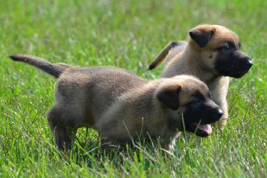 Belgian Malinois puppies for sale at Cher Car Kennels