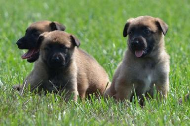 Belgian Malinois puppies for sale at Cher Car Kennels