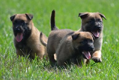 Belgian Malinois puppies for sale at Cher Car Kennels
