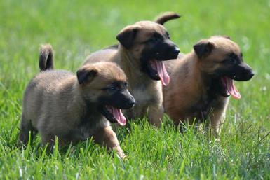 Belgian Malinois puppies for sale at Cher Car Kennels