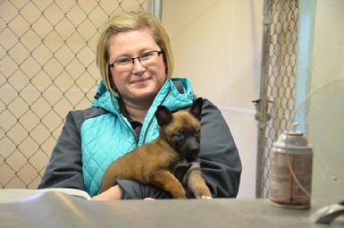 Belgian Malinois puppies for sale at Cher Car Kennels