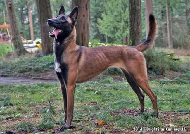 Belgian Malinois puppies for sale at Cher Car Kennels
