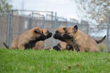 Belgian Malinois puppies for sale at Cher Car Kennels