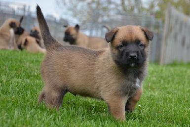 Belgian Malinois puppies for sale at Cher Car Kennels