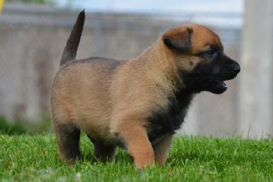 Belgian Malinois puppies for sale at Cher Car Kennels