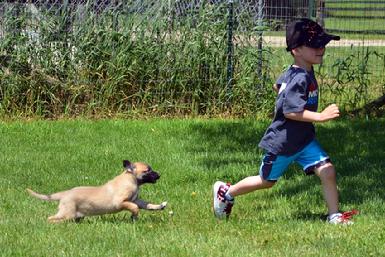 Belgian Malinois puppies for sale at Cher Car Kennels