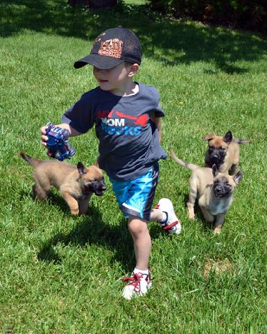 Belgian Malinois puppies for sale at Cher Car Kennels