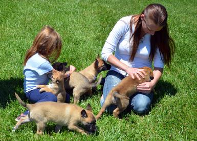 Belgian Malinois puppies for sale at Cher Car Kennels