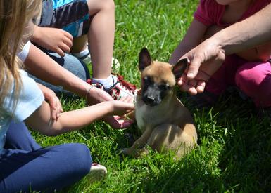 Belgian Malinois puppies for sale at Cher Car Kennels