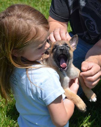 Belgian Malinois puppies for sale at Cher Car Kennels