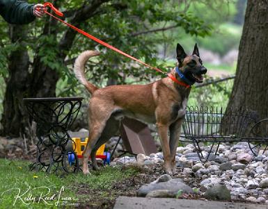 Belgian Malinois puppies for sale at Cher Car Kennels
