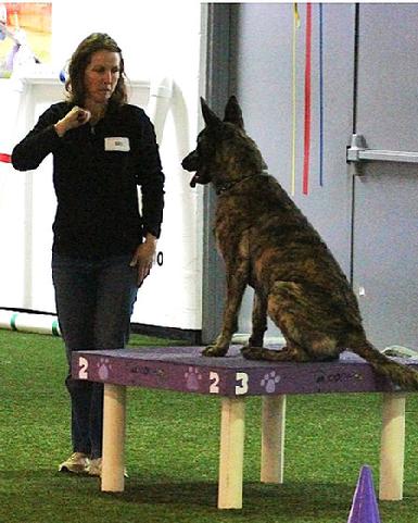 Dutch Shepherd CH "Vinnie" at Cher Car Kennels in St. Johns, Michigan
