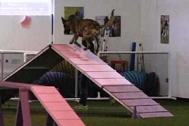 Dutch Shepherd CH "Vinnie" at Cher Car Kennels in St. Johns, Michigan