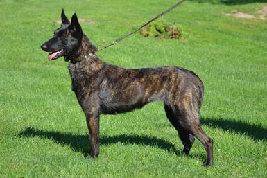 Dutch Shepherd "Vesta" at Cher Car Kennels