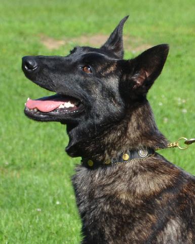 Dutch Shepherd "Vesta" at Cher Car Kennels