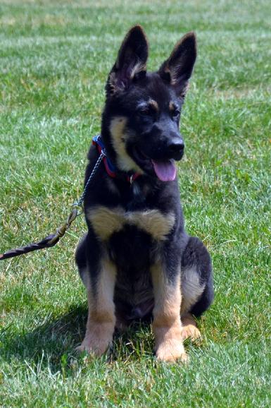 German Shepherd puppies for sale at Cher Car Kennels