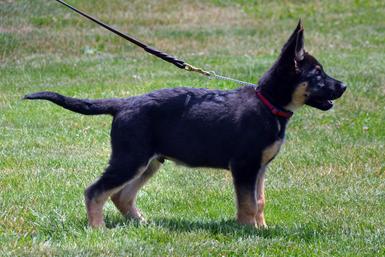 German Shepherd puppies for sale at Cher Car Kennels