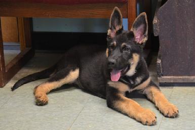German Shepherd puppies for sale at Cher Car Kennels