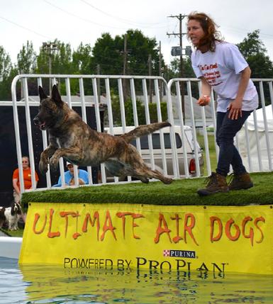 Dutch Shepherd CH "Vinnie" at Cher Car Kennels in St. Johns, Michigan