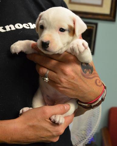 Parson Jack Russell Terrier puppies for sale at Cher Car Kennels