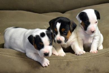 Parson Russell Terrier puppies for sale at Cher Car Kennels