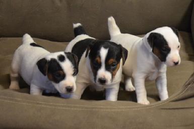Parson Russell Terrier puppies for sale at Cher Car Kennels